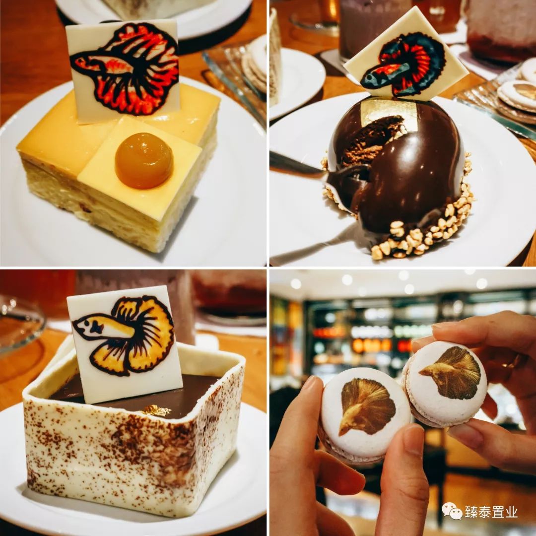 暹罗斗鱼——色与美的战舞