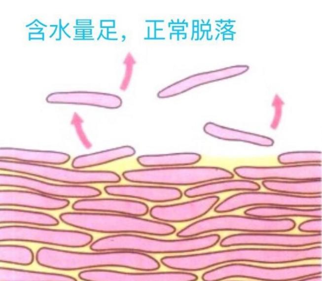 去角质和不去角质的区别,去角质与不去角质的对比