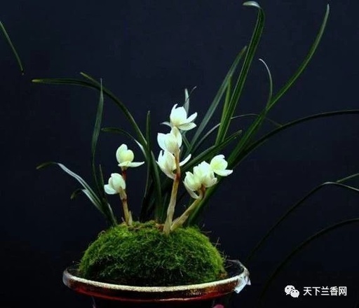 世界十大花卉排行榜名单,世界十大名贵花草