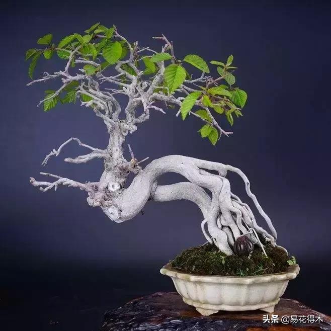 千金榆鹅耳枥盆景,千金榆和鹅耳枥苗