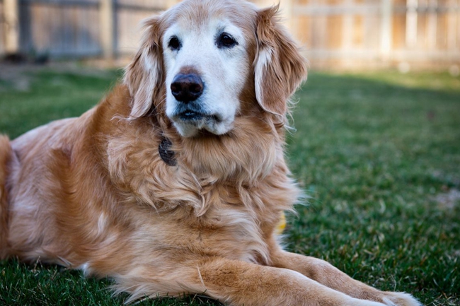 金毛吃什么才能长胖,金毛吃什么食物增肥最快