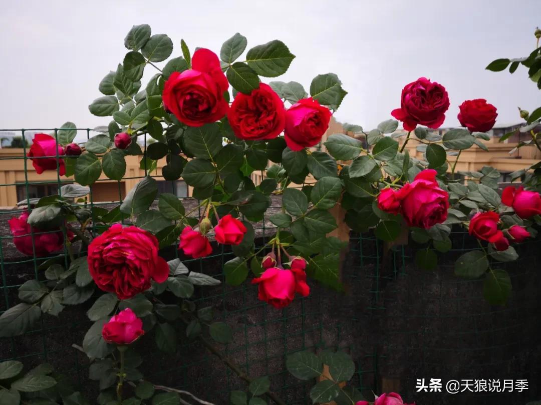 月季春季第一波花要不要剪,月季春季第一波花开后嫁接