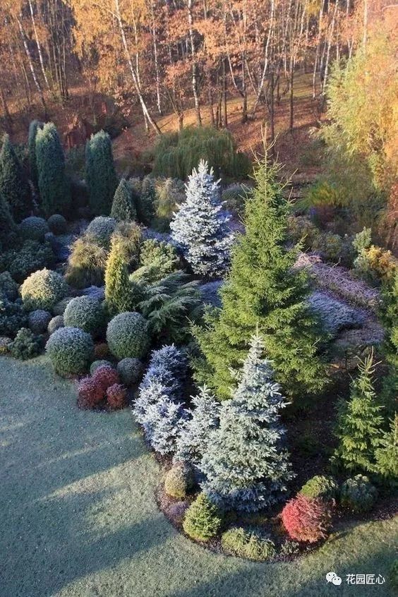 挪威云杉夏天怎么养,挪威云杉温和净肤