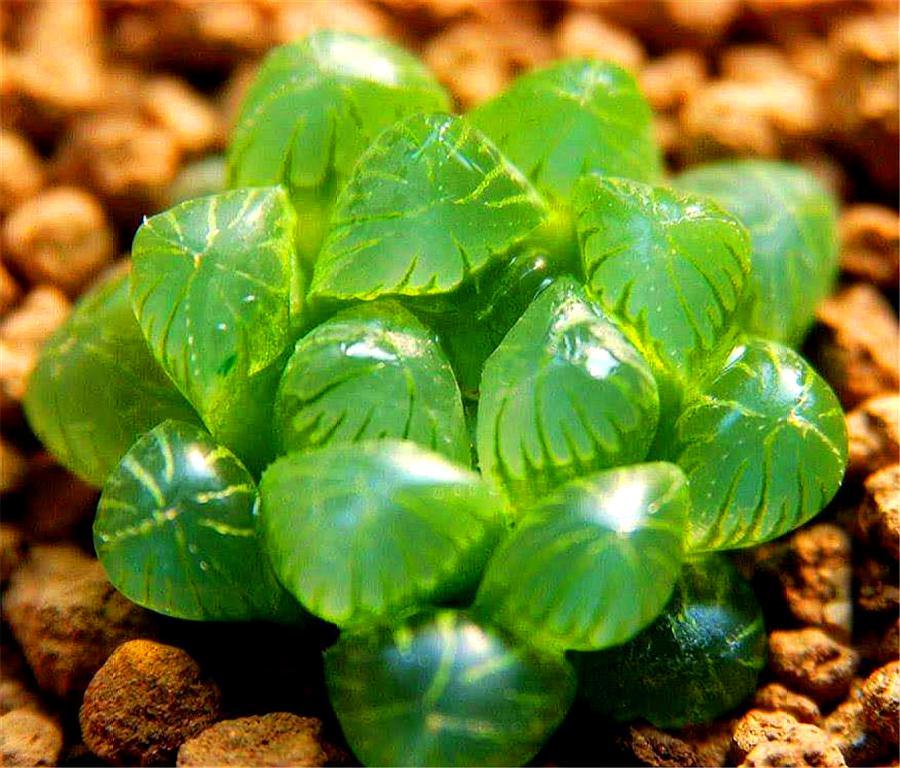 进口多肉姬玉露叶子怎么种植,养多肉姬红花月