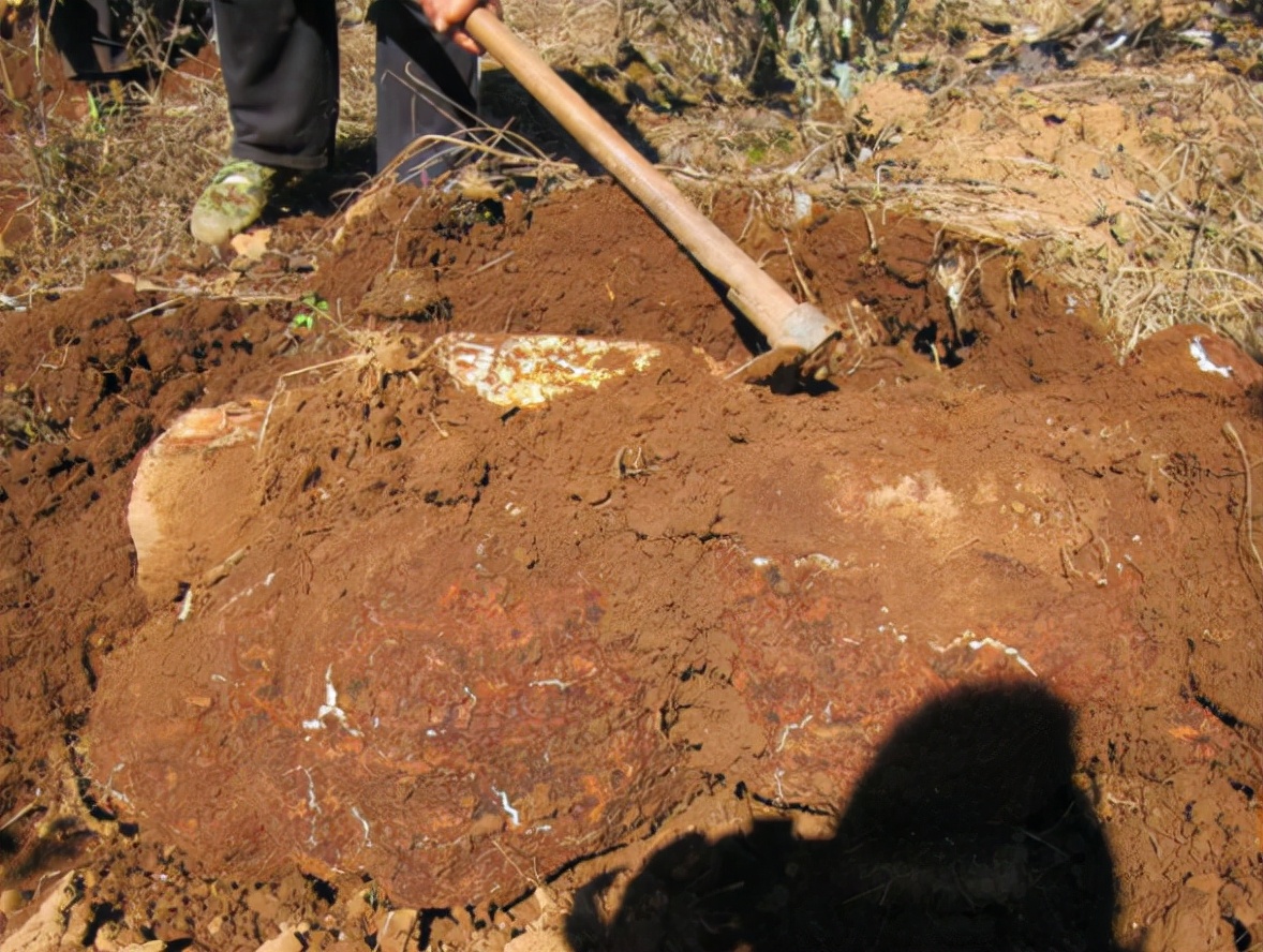 茯苓生长在松树根部,茯苓是生长在死松树根部吗