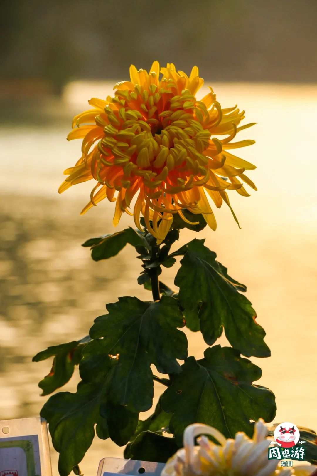 福州菊花展21年还有吗,福州西湖菊花展人山人海