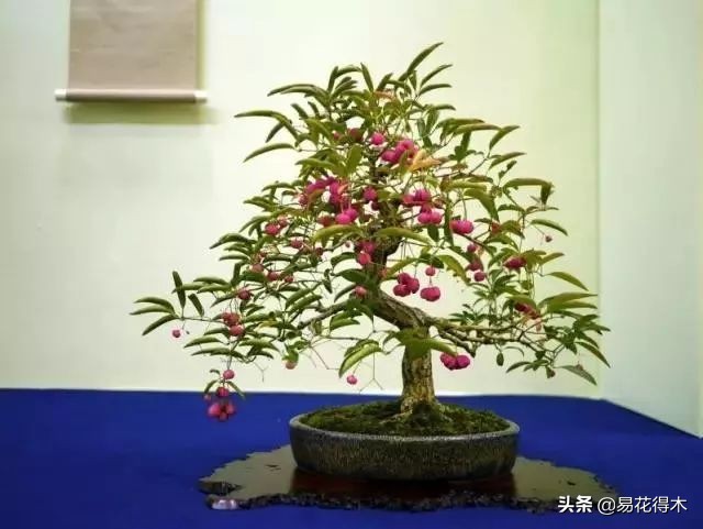 真果盆栽,结红色小果实的盆栽