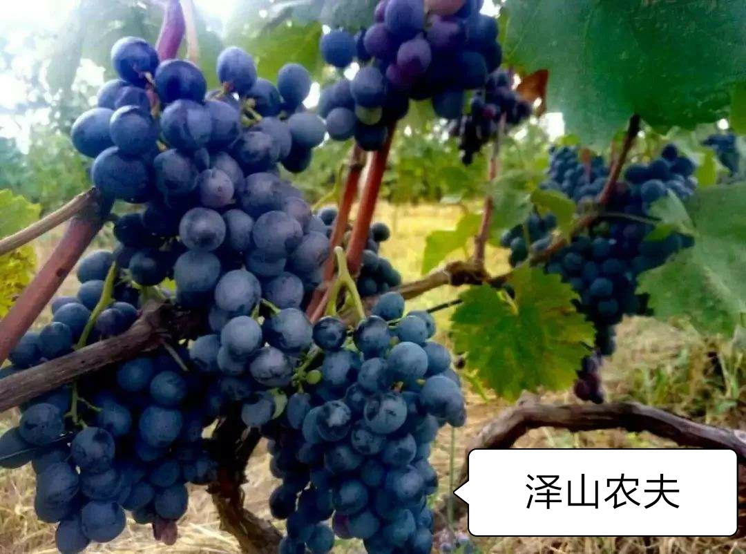 氮、磷、钾—对果树大樱桃的重要性，你用对了吗？