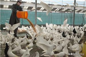 鸽子都吃什么米,小鸽子吃什么