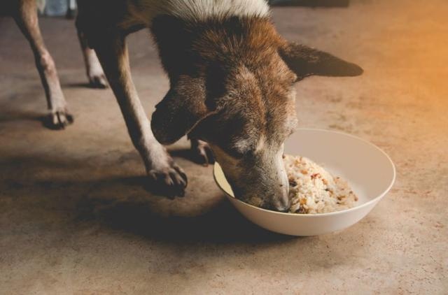 狗狗肚子咕噜咕噜响还拱背,狗狗肚子咕噜响会吐