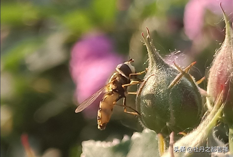 小小精灵采蜜忙,蜜蜂鲜花两相映!小手机拍出大意境