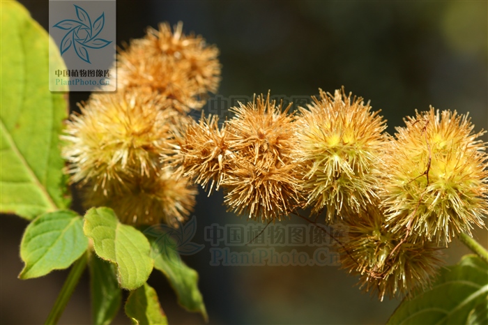 神农本草经中的药材图片,神农本草经高清彩图