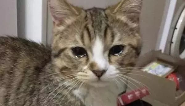 猫咪常见疾病治疗用药,猫咪常见眼睛疾病及护理