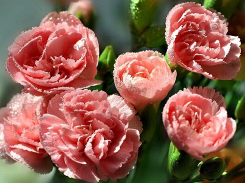 康乃馨花苞不开的处理方法,康乃馨切花花苞不开怎么办