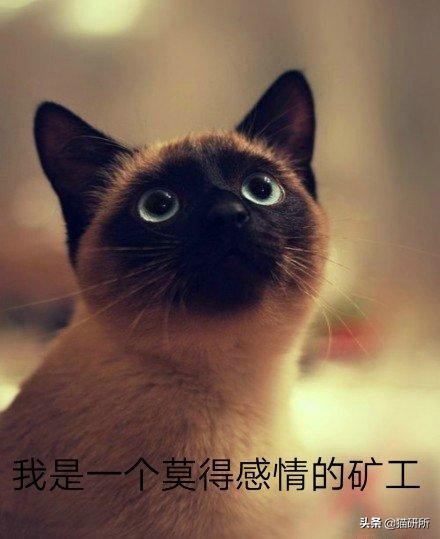 养猫问题解答视频教程,养猫问题解答