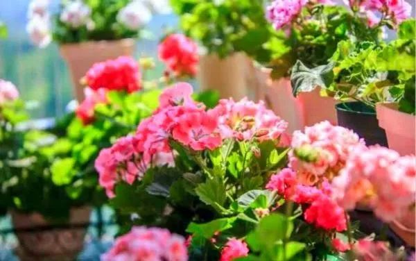 养花须知6点，把你的阳台布置成“空中花园”