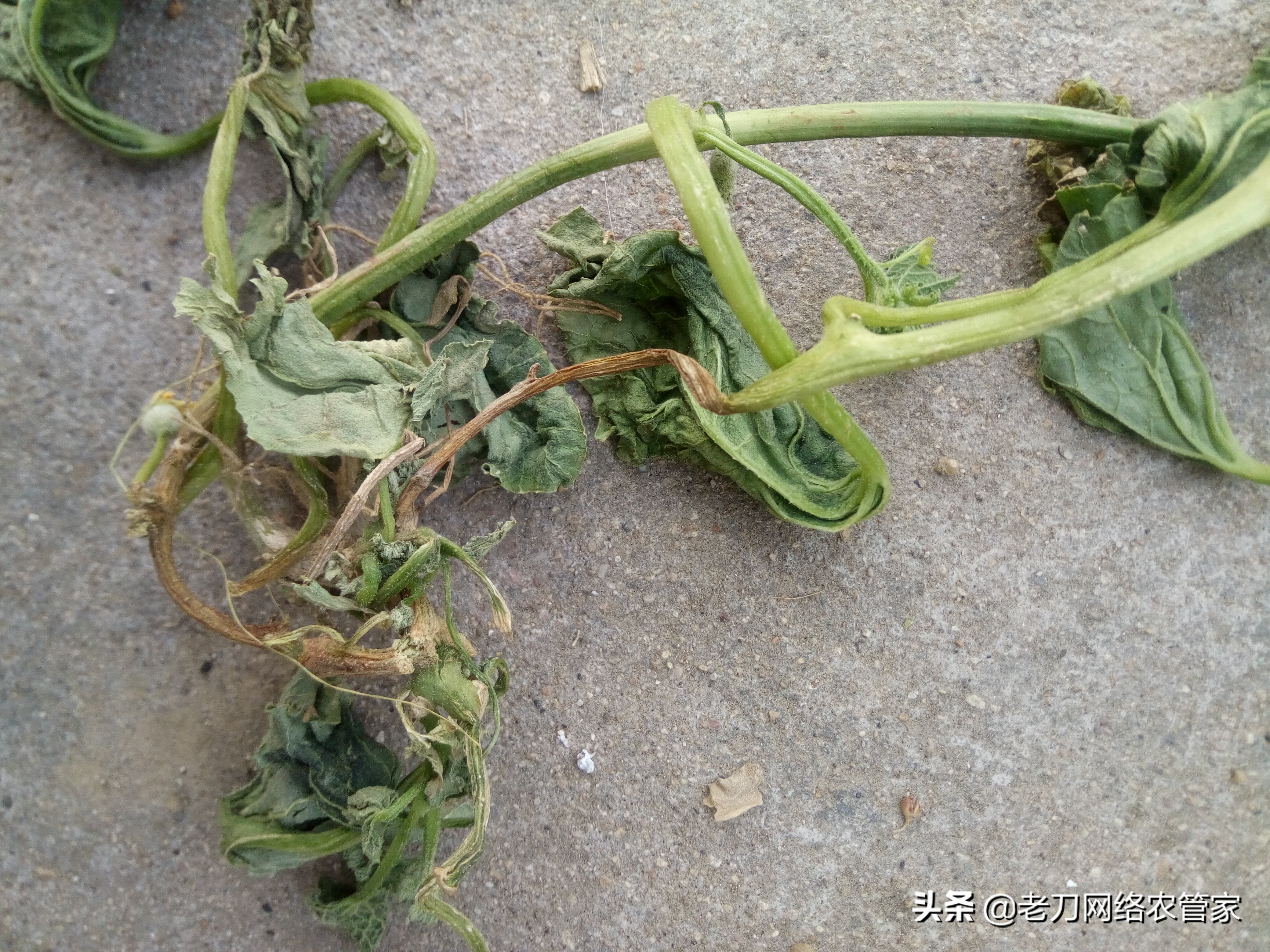 甜瓜都有什么病怎样治,甜瓜病了怎么防治