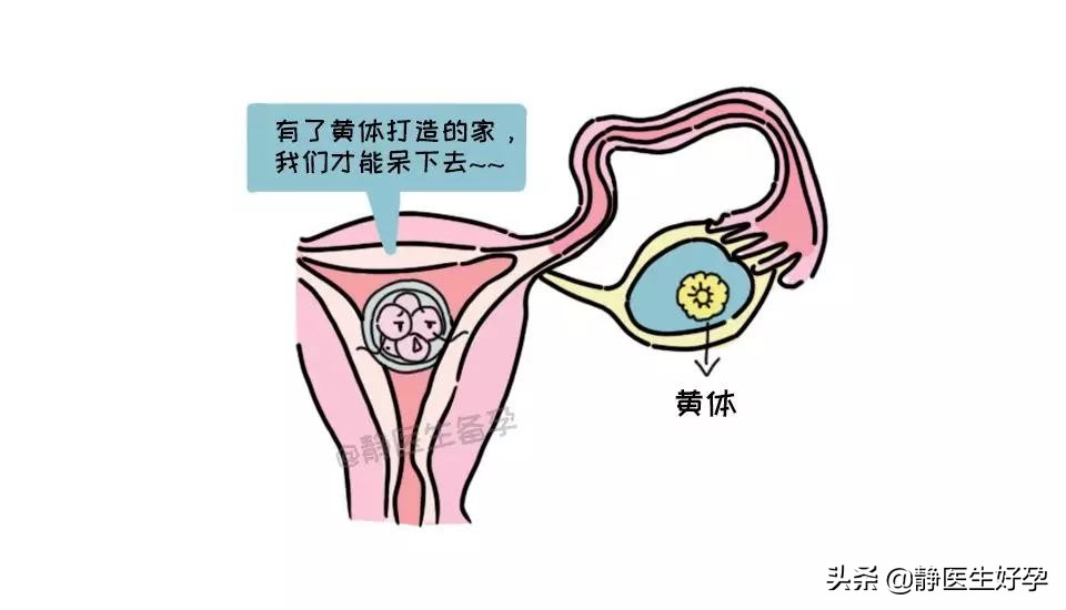 孕酮低通过吃黄体酮保胎效果好吗,静医生团队调理怀孕可靠吗