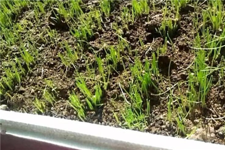 割完韭菜,韭菜为什么割完一茬还有一茬