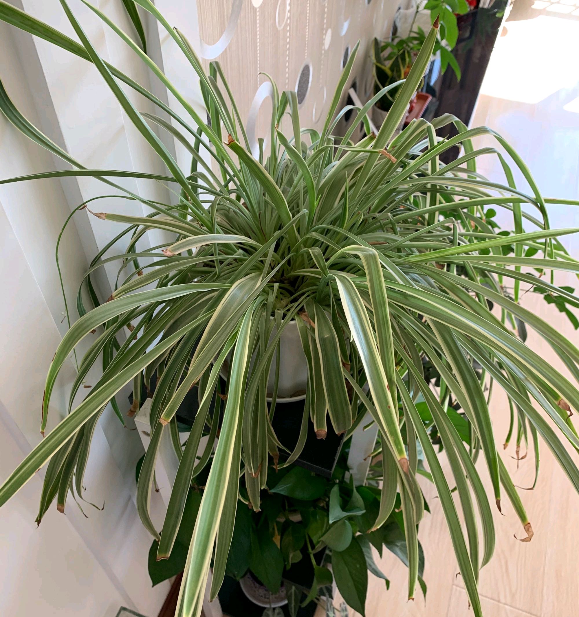 吊兰爆满以后怎么分盆,吊兰干尖的原因和养殖方法