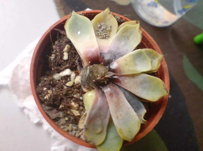 冬天多肉种好后怎么处理,多肉怎么过冬保暖