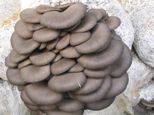 我想种植平菇可以到哪里学习技术,最简单种植平菇配料