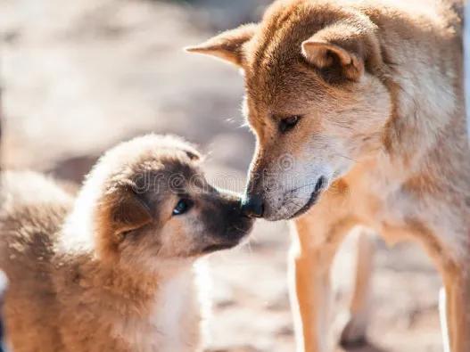 一只狗的自述翻唱,一只狗自述