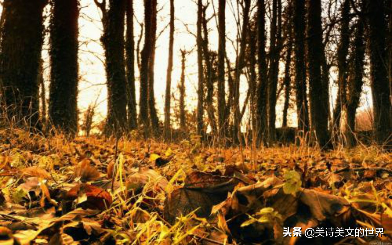 白居易的古诗你都背过吗,白居易的诗相当经典