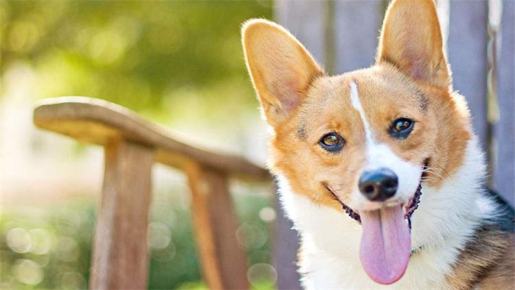 狗子夜里不睡觉咋办,狗子总是趴着想睡觉不愿起来玩