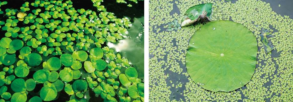 部编版语文一二三年级古诗文汇总,语文部编版二上古诗二首