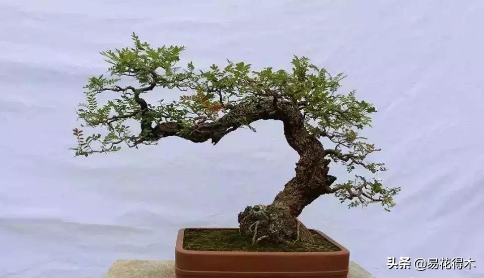 清香木黄叶掉叶可以施硫酸亚铁吗,清香木盆栽叶子枯萎了怎么解决