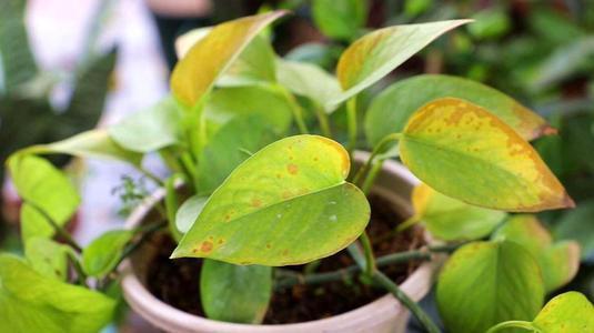 绿萝通用肥可以化成水来浇花吗,绿萝浇什么水施什么肥长得油绿