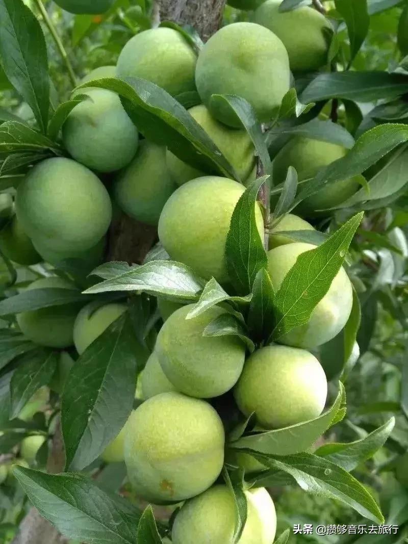 汶川三宝有哪些,汶川三宝市场枇杷