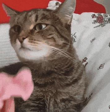 开心搞笑视频小哥哥,小哥哥搞笑视频gif