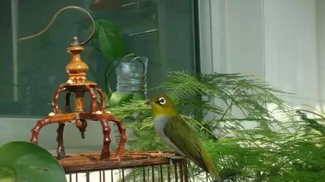 白眼圈鸟多大会飞,白眼圈的鸟