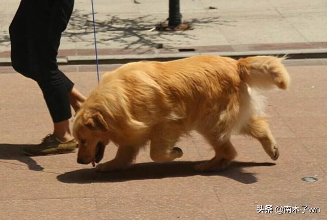 金毛曾经备受追捧，为什么如今大家都不喜欢养金毛了？长见识了