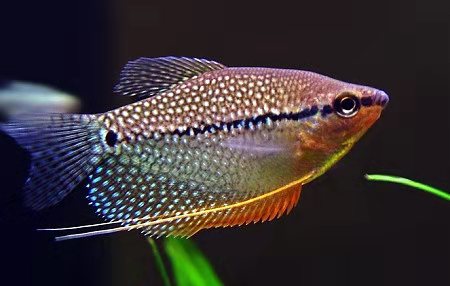 斗鱼观赏鱼大型,哪种斗鱼最适合新手养