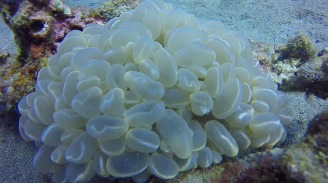 去宿雾攻略,宿雾旅行攻略