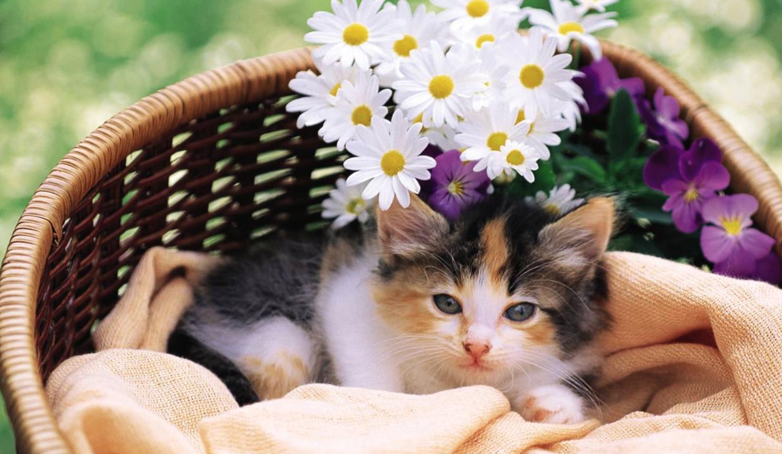 猫咪也有抑郁症吗,猫咪也有什么烦恼呢