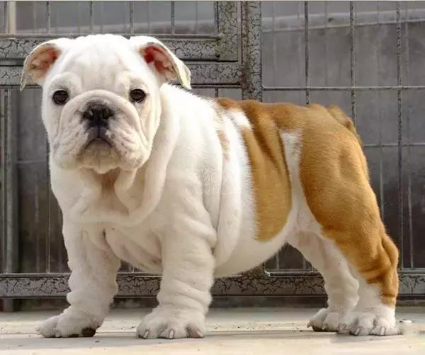 这六种狗狗有你不知道的特殊能力,盘点那些奇形怪状的狗狗