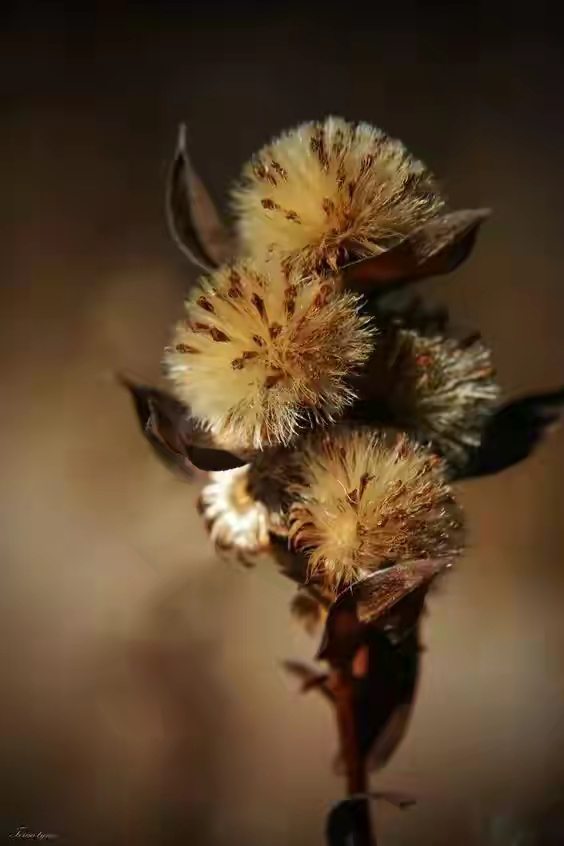 世界十大珍贵的植物图片,世界上罕见的名贵植物图片