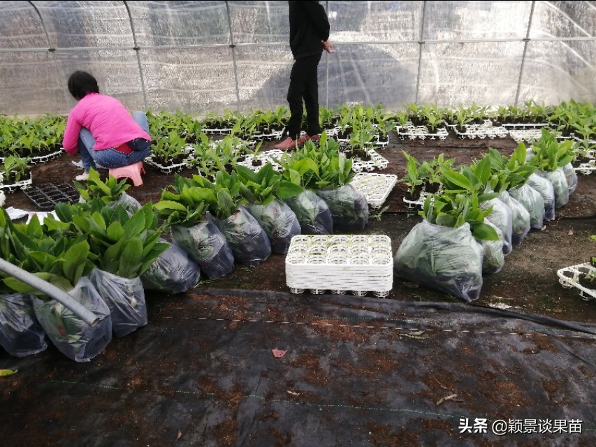 广西平果香蕉苗,香蕉苗品种图片大全