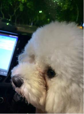 狗狗有泪痕是感染弓形虫了吗,生理盐水可以去除狗狗泪痕吗