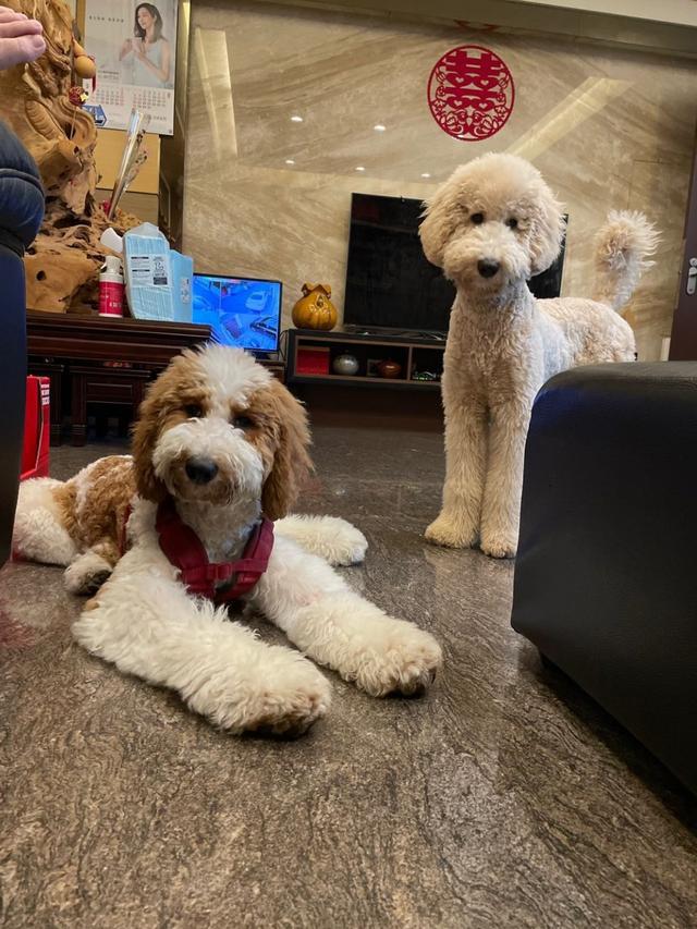 贵宾泰迪泪痕是什么样的,白色贵宾犬泪痕多