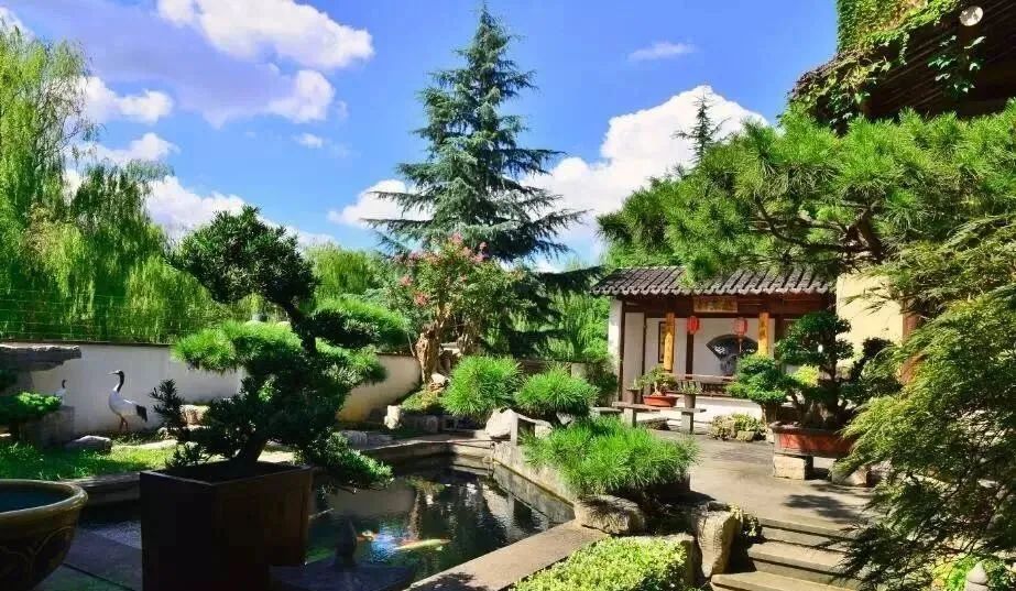 锦鲤怎样补蛋白质最快最有效,锦鲤饲料增体和增色专用料