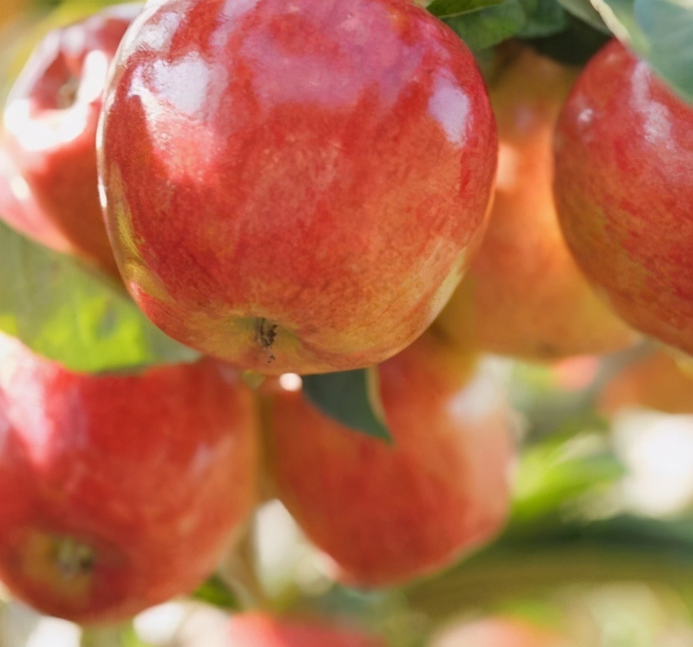 盘点十大新疆的特产,新疆有哪些受欢迎的水果