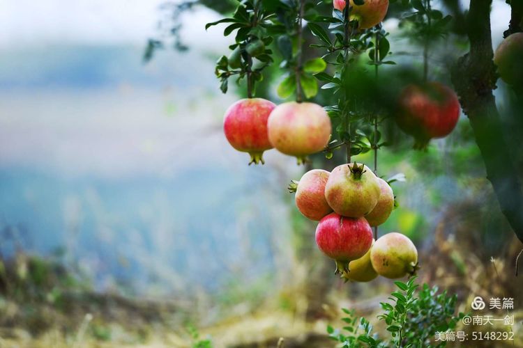 石榴一般几月份熟,石榴怎么判断熟了