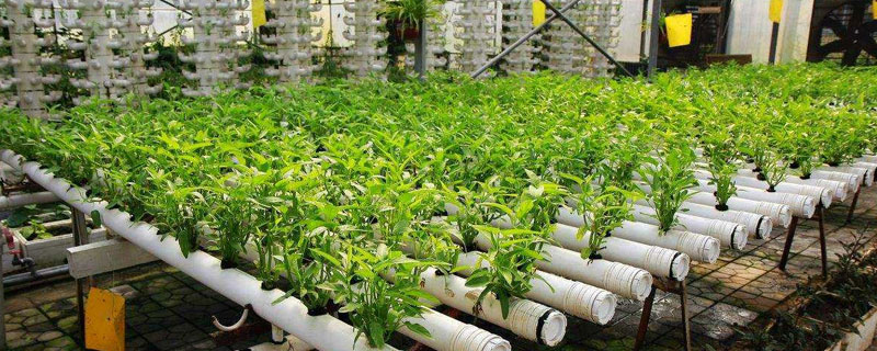 无土栽培蔬菜成本,无土栽培蔬菜投资成本如何