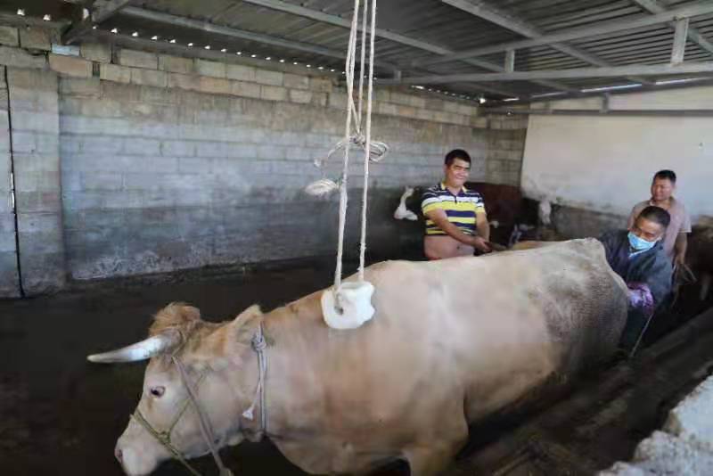 东川有个“牛一刀”16年时间他给牛羊做剖腹产手术挽救上万条生命为群众挽回损失6500余万元