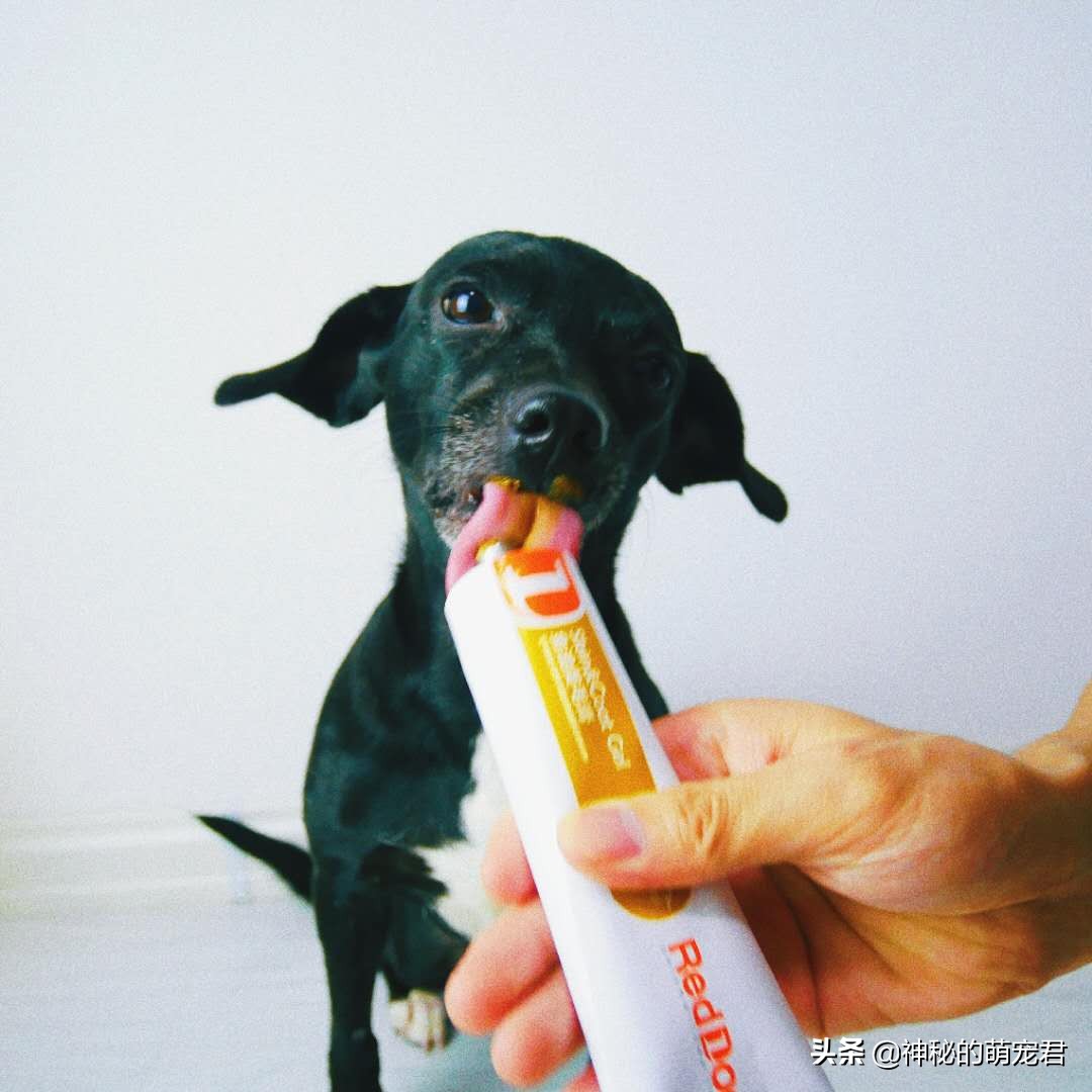 reddog红狗猫粮测评,reddog红狗鱼油美毛膏